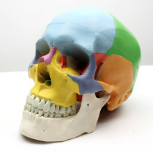 SKULL07 (12333) Medical Grade 3 Part Coloured Skull Model with Removable Jaw